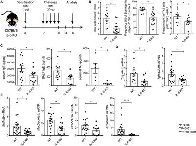 Non-redundant Functions of IL-6 Produced by Macrophages and Dendritic Cells in Allergic Airway Inflammation